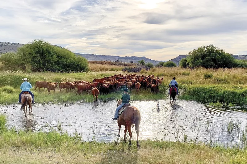 56872-thomas-sitz-moving-cattle.jpg