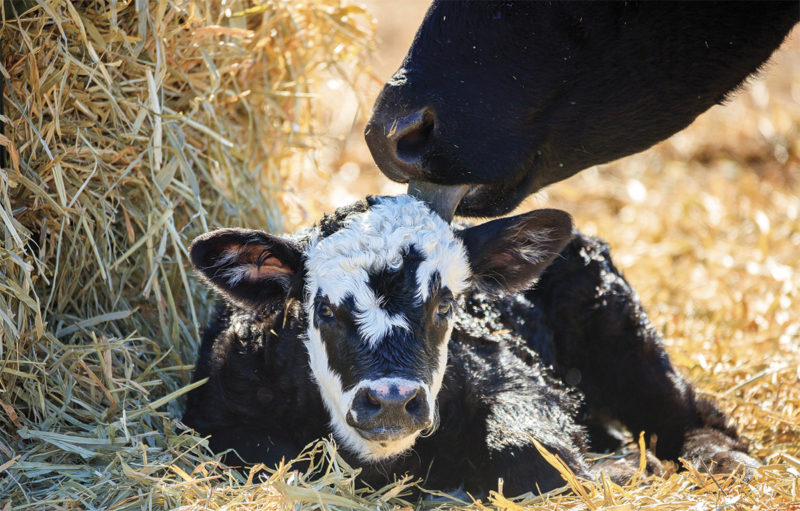 56896-carter-cow-licking-calf.jpg