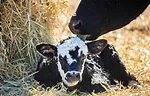 56896-carter-cow-licking-calf.jpg