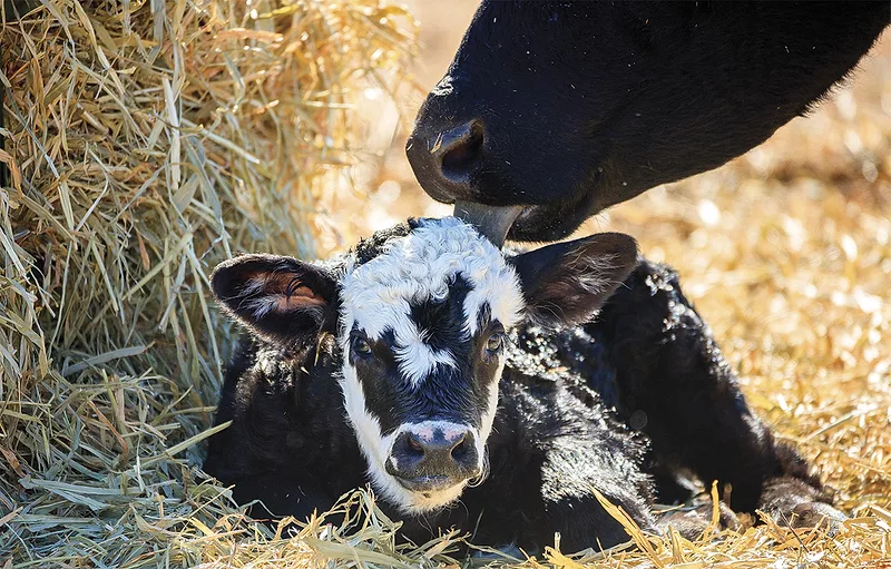 56896-carter-cow-licking-calf.jpg