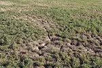 56931-sagers-vole-damage.jpg