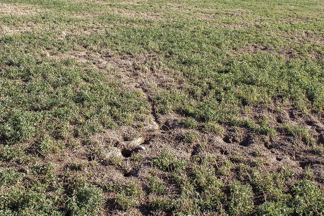 56931-sagers-vole-damage.jpg