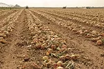 56933-mccarthy-onions-jaynes.jpg