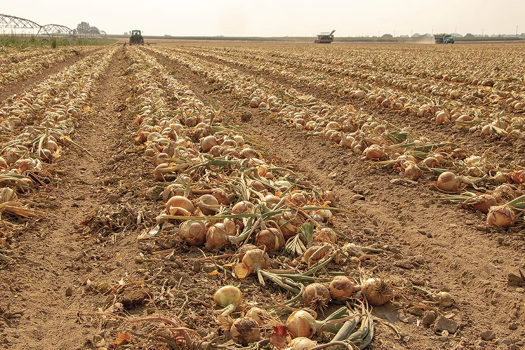 56933-mccarthy-onions-jaynes.jpg
