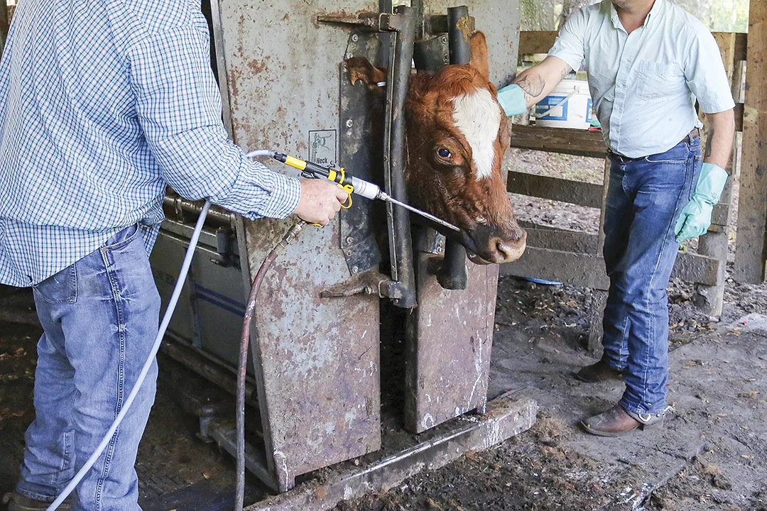 56981-wade-deworming.jpg