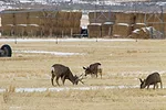 56731-deer-farmland-pmarchant.jpg