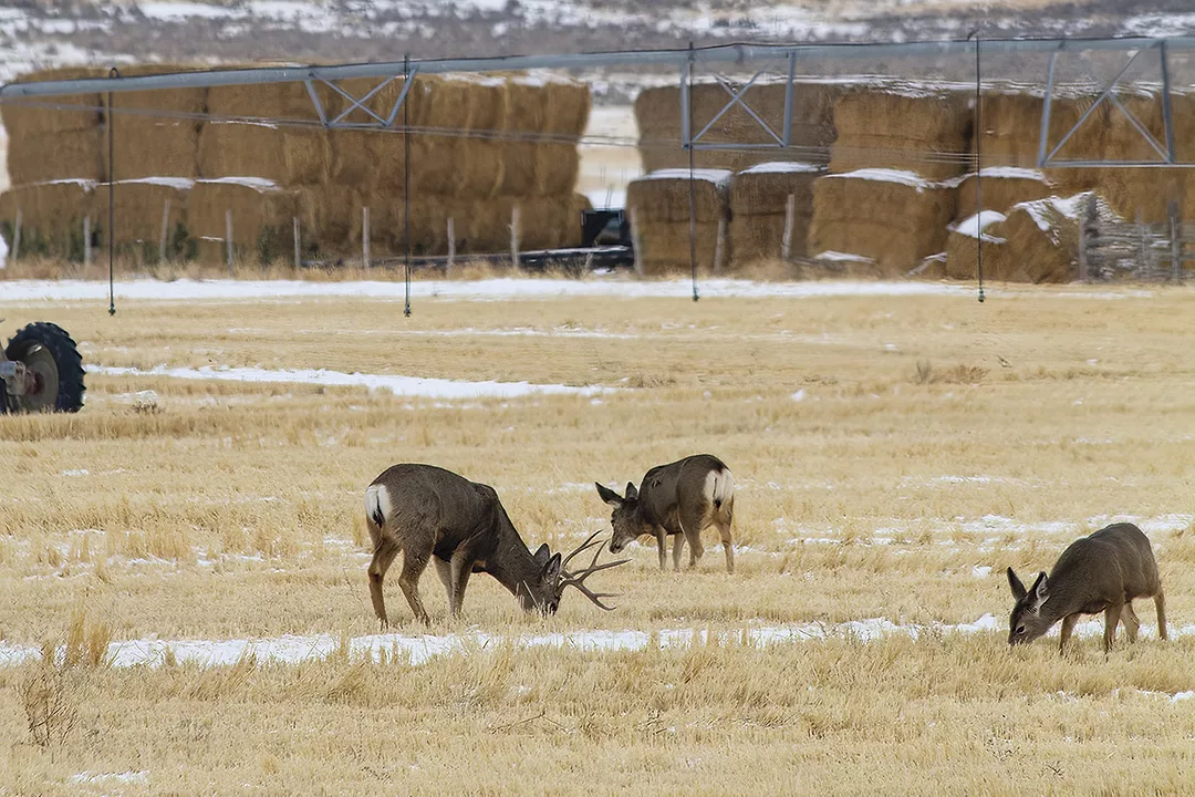 56731-deer-farmland-pmarchant.jpg