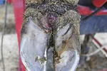 57028-thomas-lesion.jpg