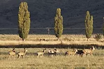 57031-derksen-deer.jpg
