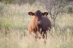 57083-machen-cow-longevity-depreciation.jpg