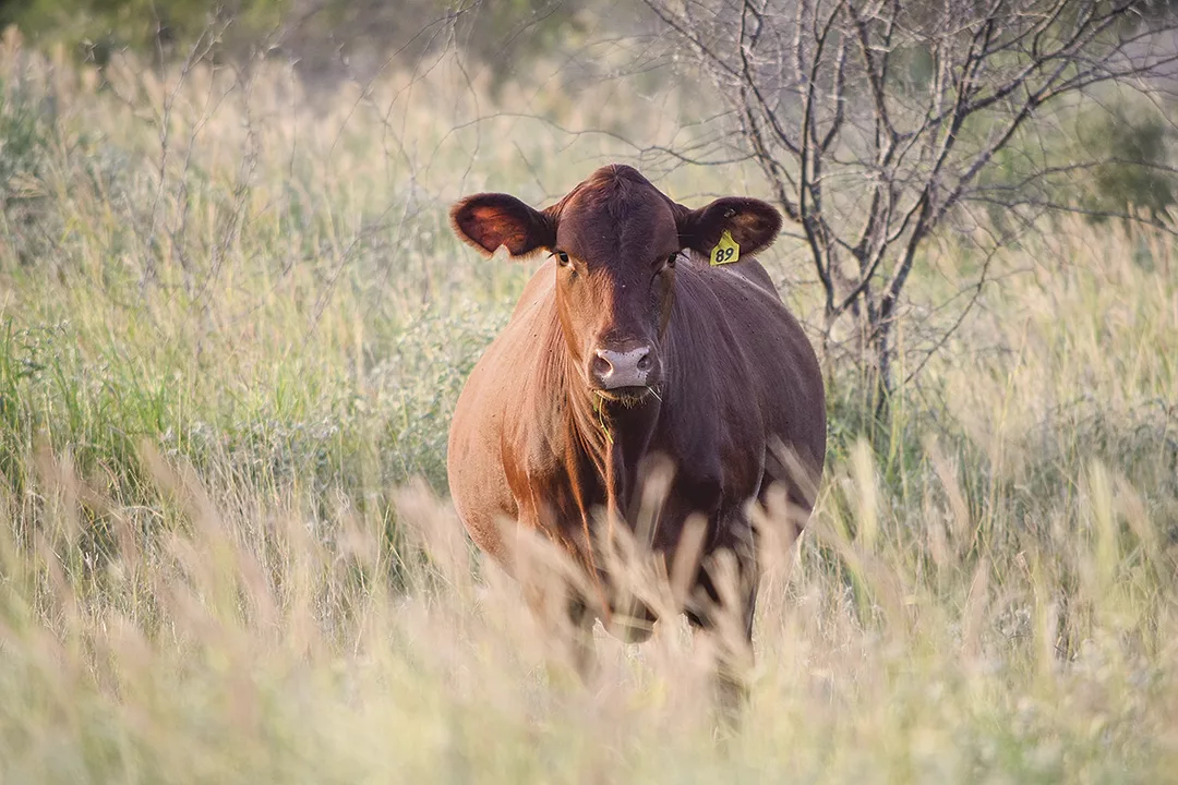 57083-machen-cow-longevity-depreciation.jpg