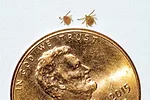 57093-woolsey-HL-vs.-Aa-nymphs-with-whole-penny-Graham-Hickling.jpg