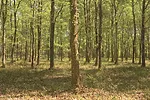 57138-veselka-silvopasture.jpg