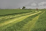 35017-andrae-wet_hay_full.jpg