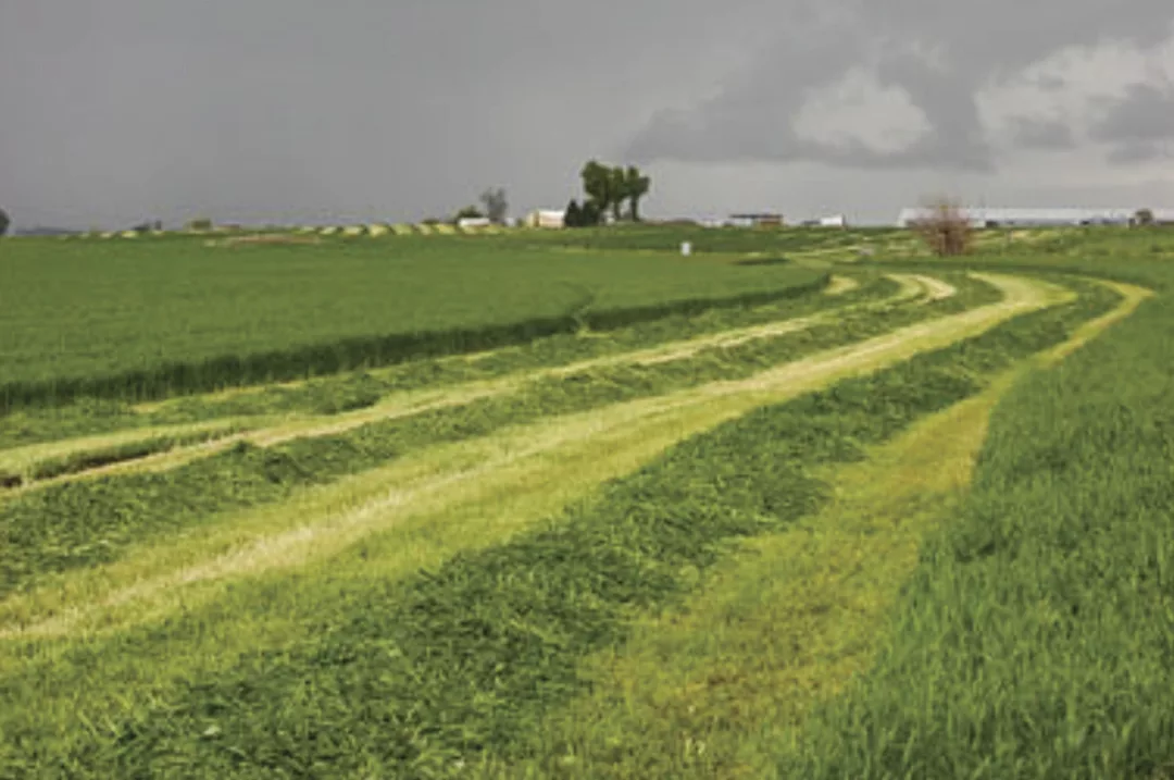 35017-andrae-wet_hay_full.jpg