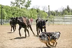 57151-omeara-dogs-01.jpg