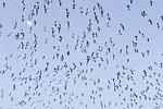 57176-louder-img-7861.jpg