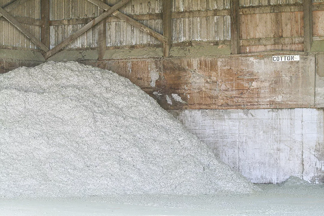 57179-dado-cottonseed-1.jpg