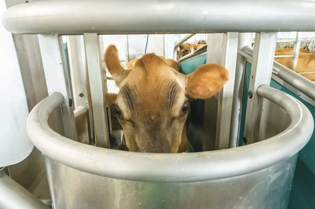 57230-palen-dairyrobot-mccann-4977.jpg