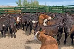 57246-carter-arrowquip-cattle-gathered.jpg