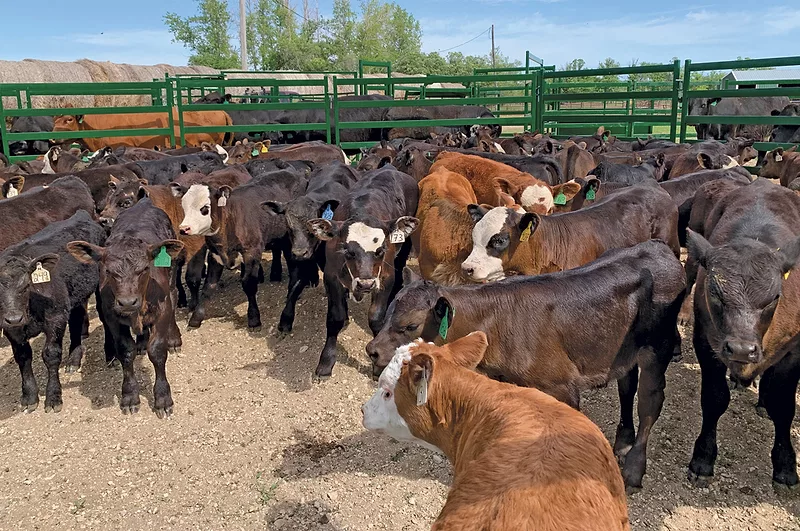 57246-carter-arrowquip-cattle-gathered.jpg 57246-carter-arrowquip-cattle-gathered.jpg