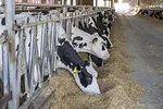 57170-bryan-cows-eating.jpg