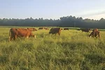 57285-hoffman-grazing-crabgrass.jpg