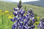 57308-mcCarthy-lupine.jpg