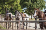 57319-robinson-horses.jpg