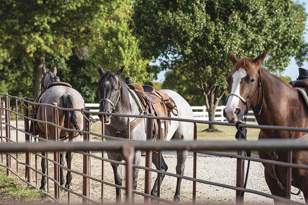 57319-robinson-horses.jpg