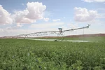 57280-sawyer-pivot-alfalfa-staff.jpg