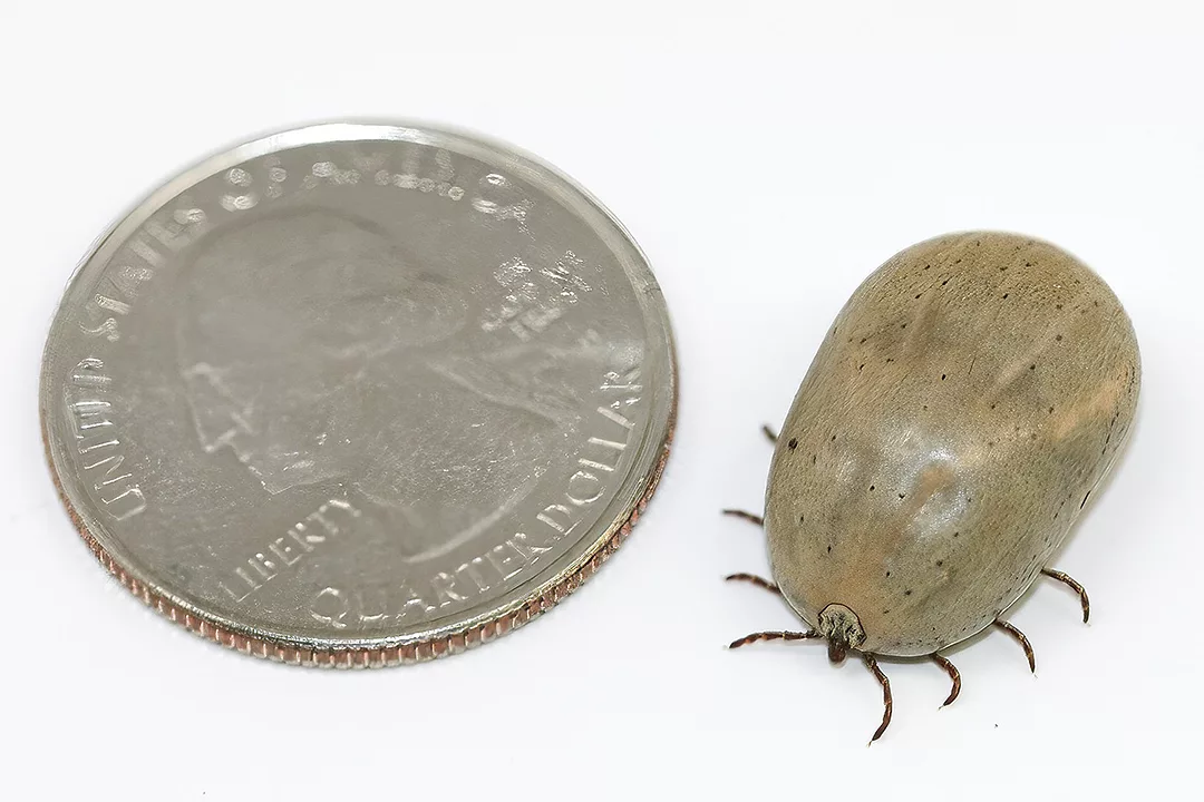 57378-stokes-tick-1.jpg