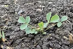 57380-sheaffer-plant.jpg