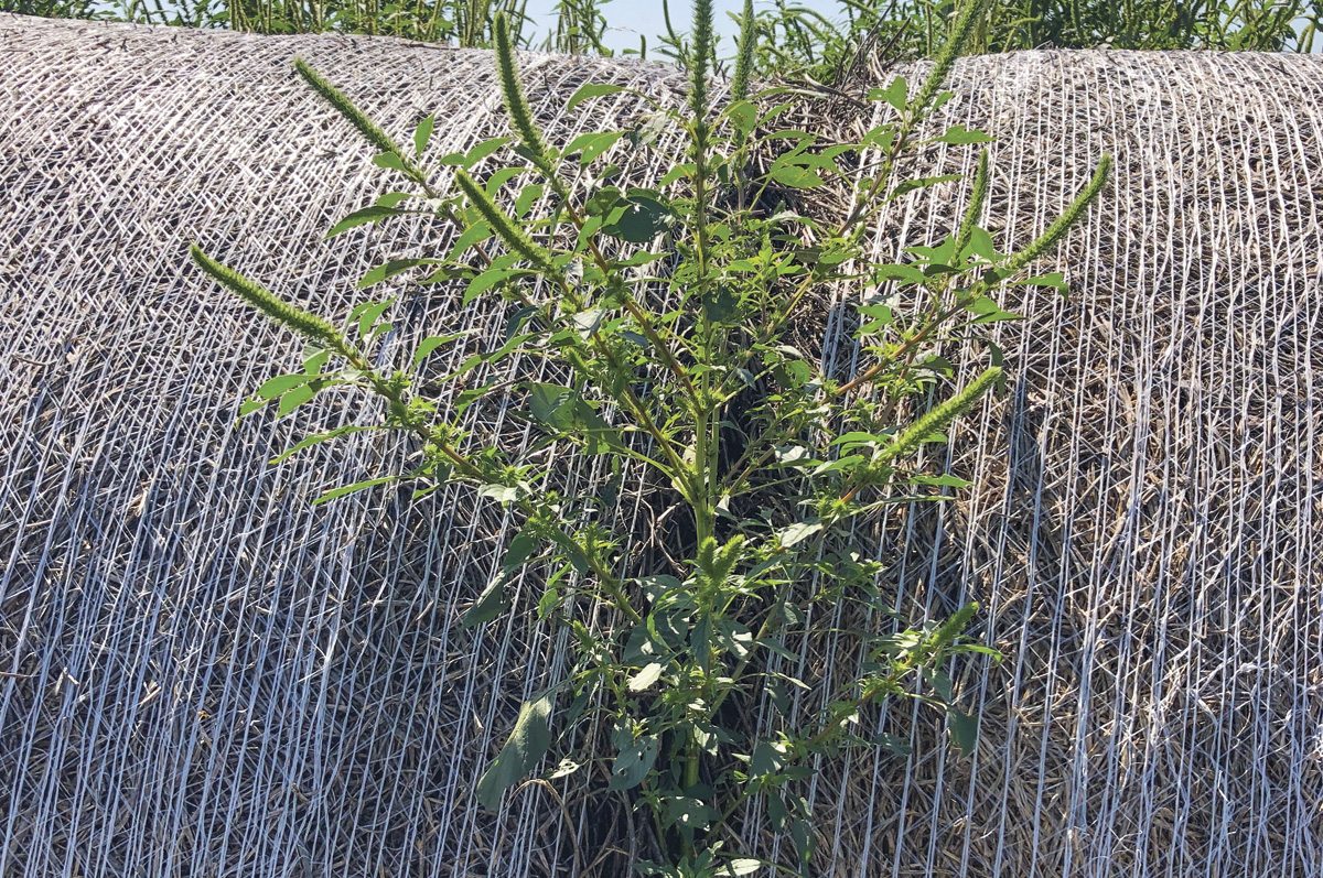 57426-jcoyne-weed.jpg