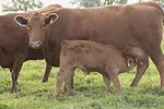 57427-thomas-cow-calf.jpg