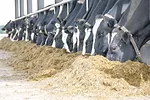 57343-lane-bunk.jpg