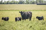 57483-sponheim-strip-graze-jaynes.jpg