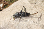 57508-brackett-mormon-cricket.jpg