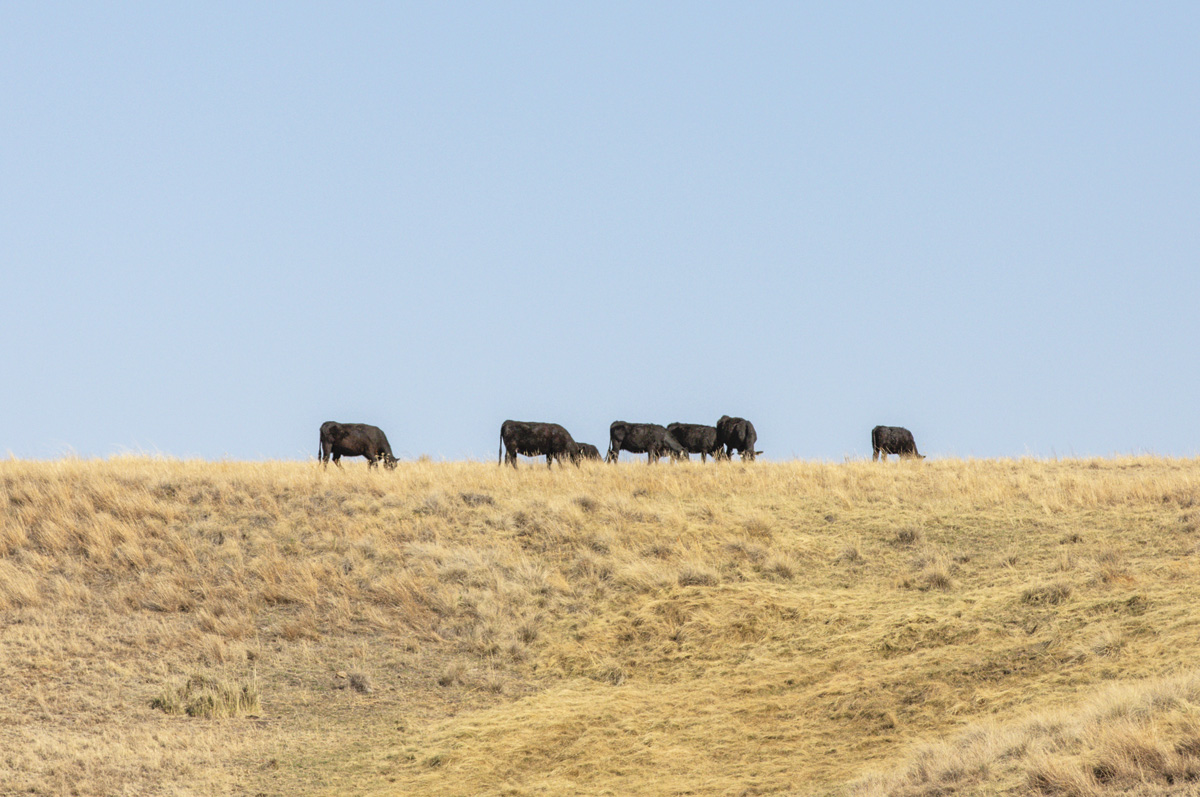 57518-runft-2021-sanrafael-cattleco-humphreysZ-az-mb-6631.jpg
