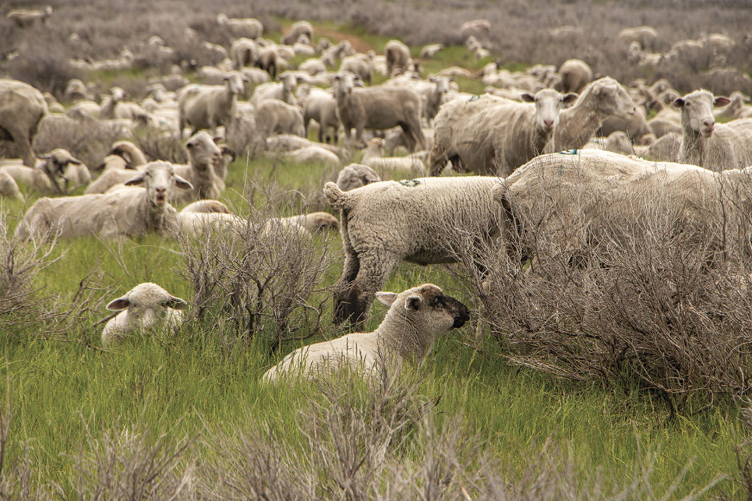 57522-lane-sheep.jpg
