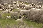 57522-lane-sheep.jpg