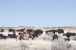 57592-veselka-moving-cattle-on-range.jpg