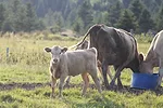 57619-russell-cow-calf.jpg 57619-russell-cow-calf.jpg
