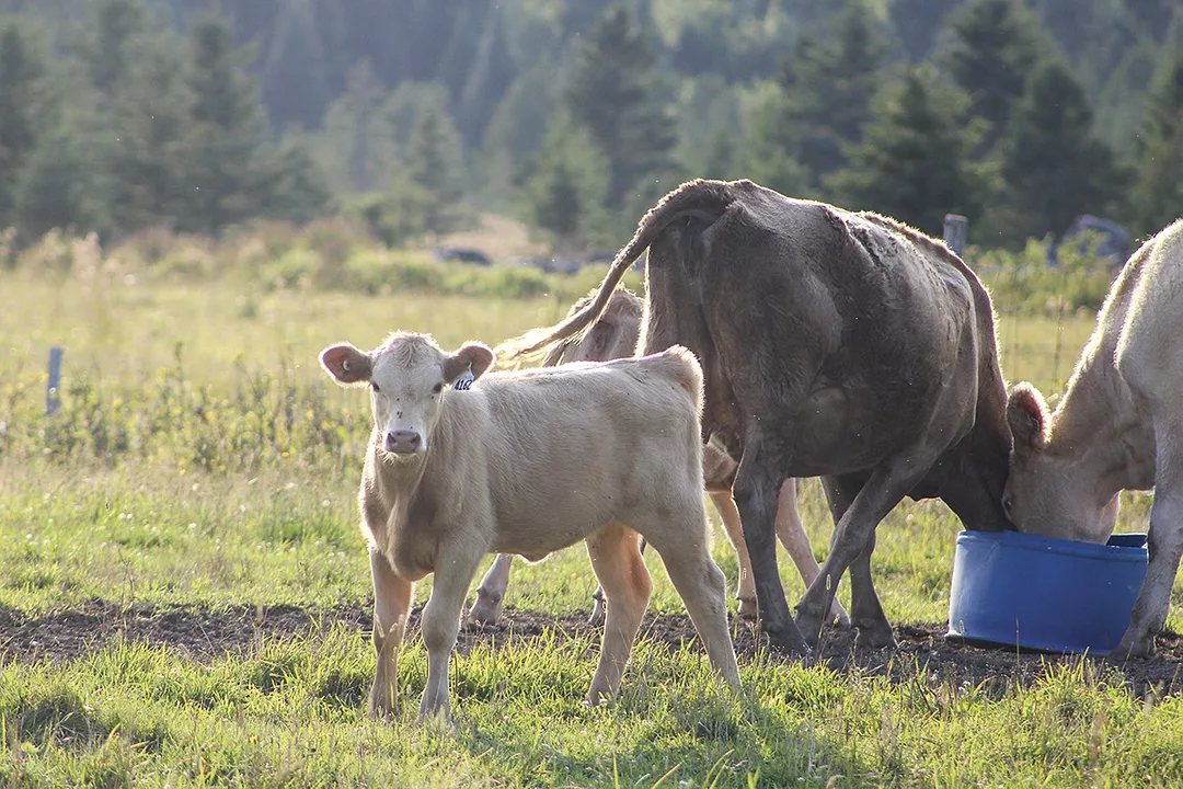 57619-russell-cow-calf.jpg