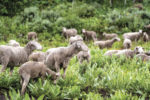 57657-williams-brackett-sheep.jpg