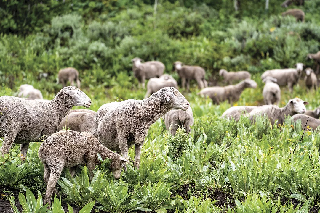 57657-williams-brackett-sheep.jpg
