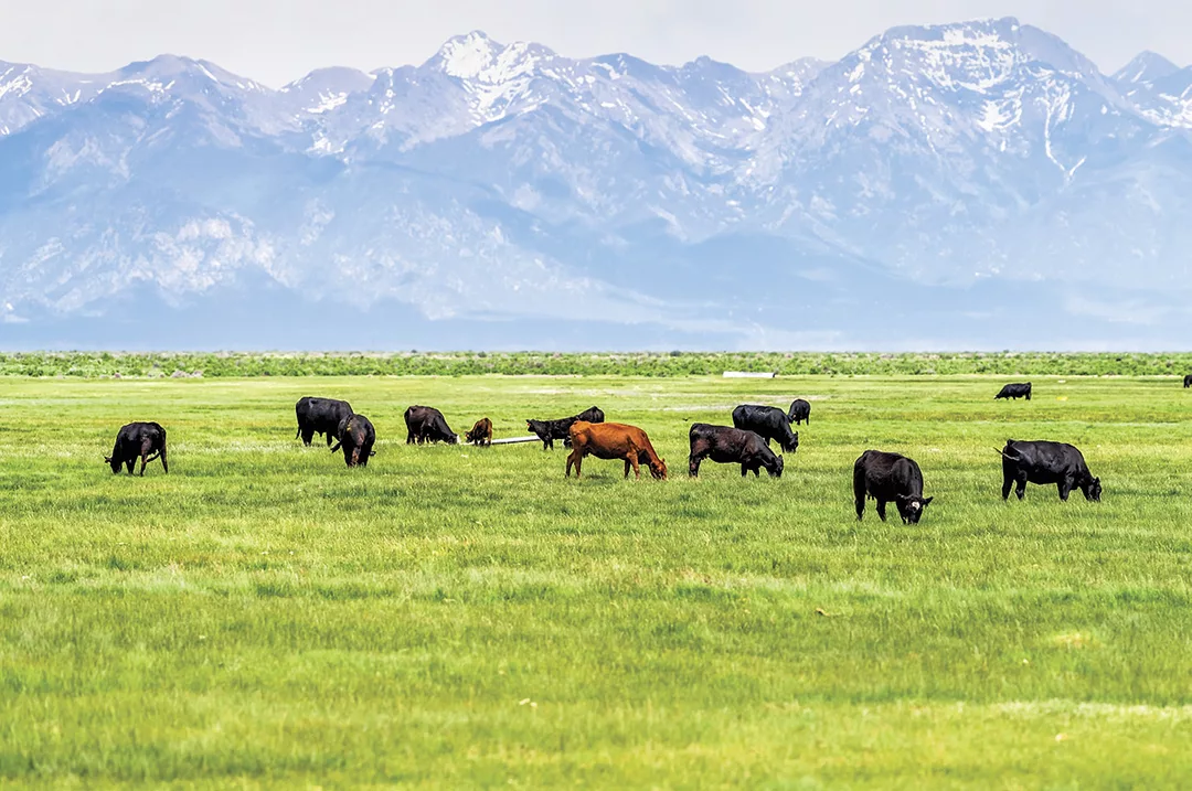 57670-spackman-pasture.jpg