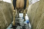 57635-doepfer-crossing.jpg