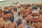 57752-berger-heifers-walz-5724.jpg