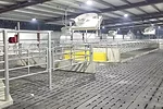 57733-skwor-hinchley's-dairy-farm-underbarn-manure-storage-cambridge-wi.jpg